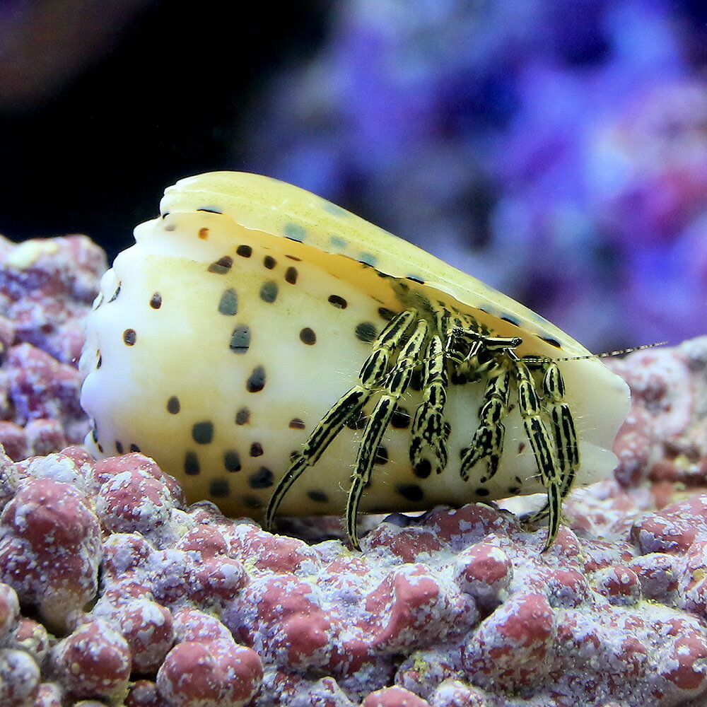 （海水魚）ヤドカリ　イモガイヨコバサミ（1匹）