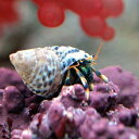 (海水魚)ヤドカリ 沖縄産 マダラヨコバサミ(1匹)