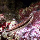 （海水魚）ヒトスジギンポ（1匹）