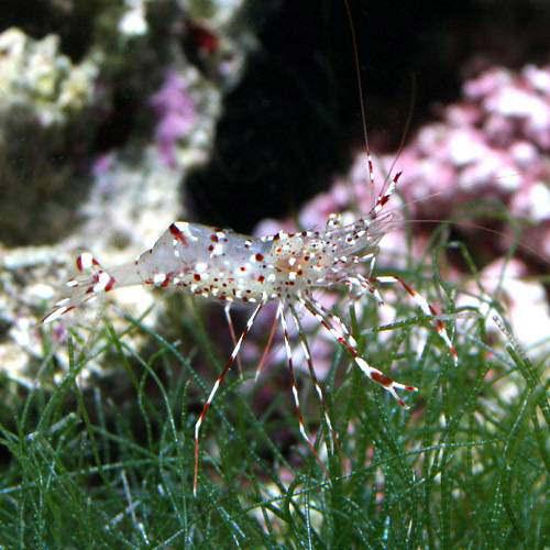 （海水魚）エビ　沖縄産　ソリハシコモンエビ（1匹）