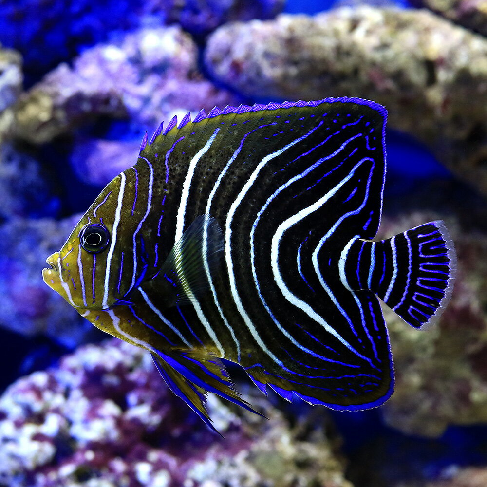 （海水魚）ヤッコ　サザナミヤッコ　半成魚（1匹）　北海道・九州航空便要保温