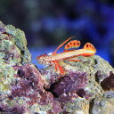 （海水魚）ホムラハゼ（1匹）