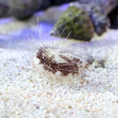 （海水魚）ウニ　オニヒメブンブク