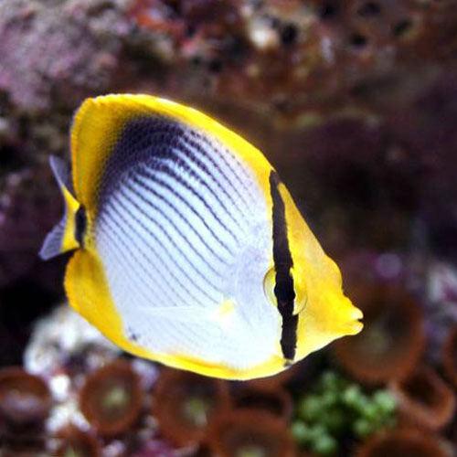 （海水魚）アケボノチョウチョウウオ（1匹）　北海道・九州航空便要保温...