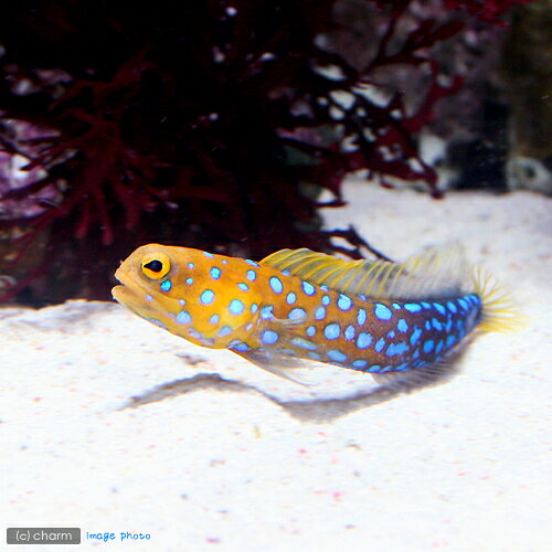 （海水魚）ブルースポットジョーフィッシュ（1匹）　北海道・九州航空便要保温