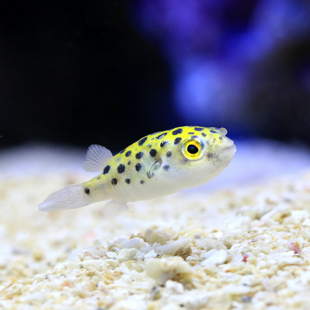 熱帯魚界のアイドル的存在 ミドリフグ の飼育方法や注意点 汽水の作り方について Aquarium Favorite