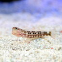 (海水魚)沖縄産 ゴイシギンポ(1匹)