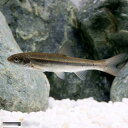 (淡水魚)ウグイ Mサイズ(1匹)