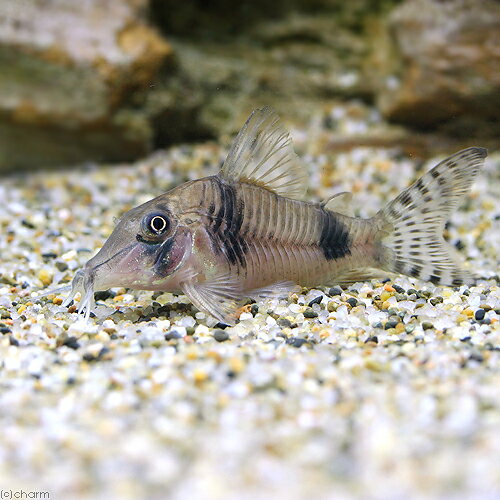 （熱帯魚）コリドラス・ロングノーズレイノルジィ（ワイルド）（1匹）　北海道・九州航空便要保温