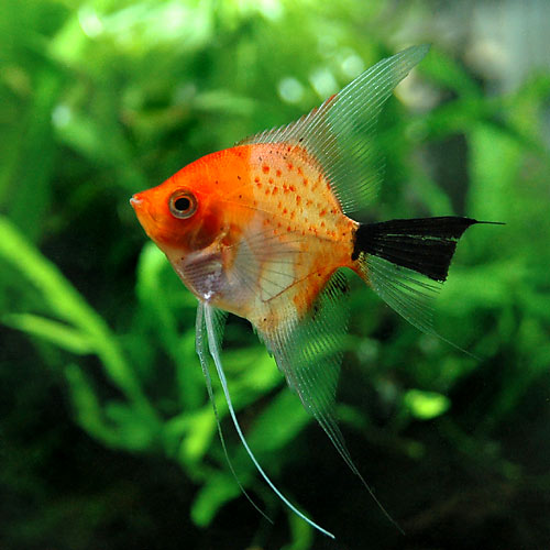 （熱帯魚）レッドデビル・エンゼルフィッシュ（国産ブリード）（3匹）　北海道・九州航空便要保温