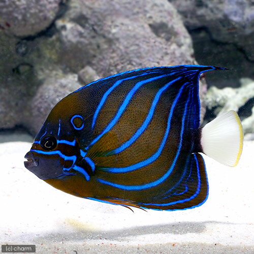 （海水魚）ヤッコ　ワヌケヤッコ　成魚（1匹）　北海道・九州航空便要保温