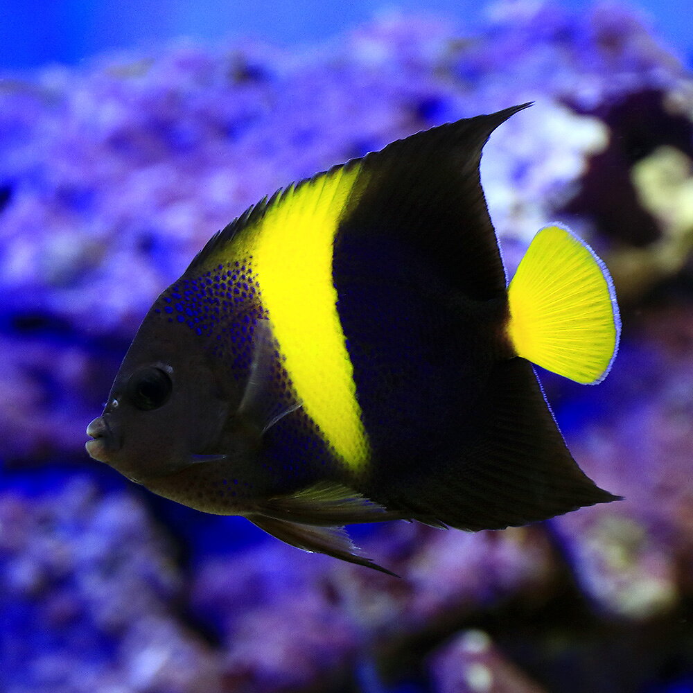 （海水魚）ヤッコ 紅海産 アラビアンエンゼルフィッシュ 成魚（1匹） 北海道・九州航空便要保温