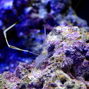 (海水魚)エビ ロングクローシュリンプ(1匹)