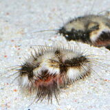 マリンアクアリウムの厄介者ウミケムシとそれを駆除できる生物兵器 起きたら海まで十数秒 マリンアクアリウムの厄介者ウミケムシとそれを駆除できる生物兵器 起きたら海まで十数秒