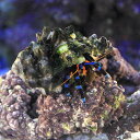 (海水魚)ヤドカリ ユビワサンゴヤドカリ Lサイズ(1匹)