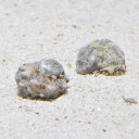 (海水魚)貝 カンギクガイ Mサイズ(1匹)