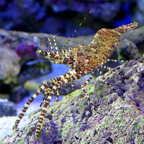 （海水魚）エビ　フシウデサンゴモエビ　Lサイズ（1匹）