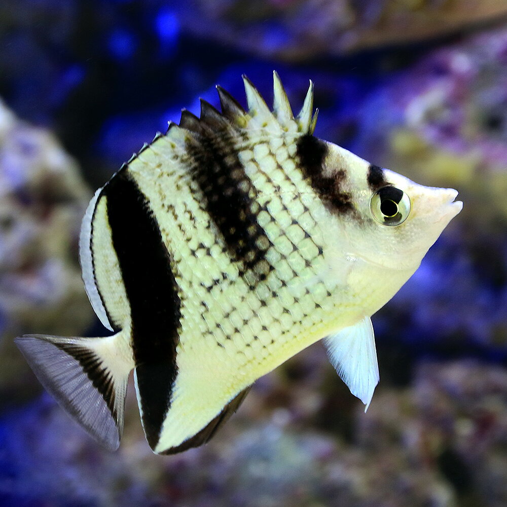 （海水魚）カガミチョウチョウウオ（1匹）