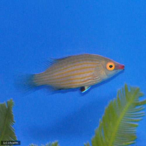 （海水魚）ミゼットラス（1匹）