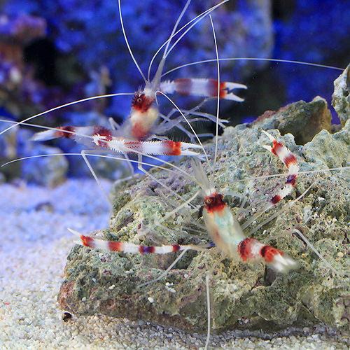 （海水魚）エビ　オトヒメエビ　ペア（1ペア）
