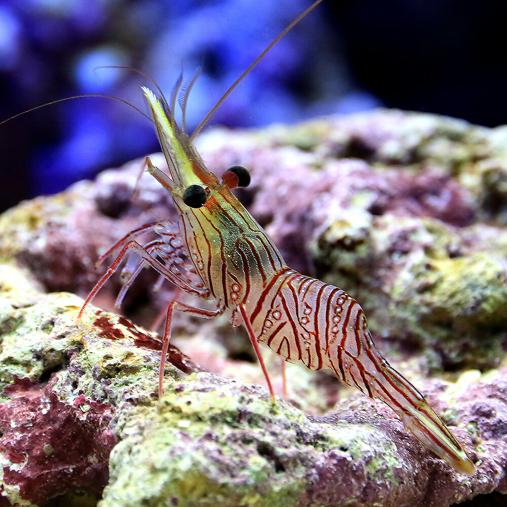 （海水魚）エビ　サラサエビ　ミックス（1匹）