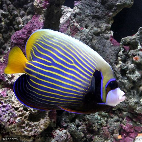Butterfly Fish - （海水魚）ヤッコ　スリランカ産　タテジマキンチャクダイ（1匹）　北海道・九州航空便要保温