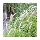 (ビオトープ)水生植物 チガヤ(茅萱)3号(3ポット)湿性植物