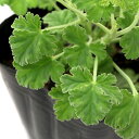 (観葉植物)ハーブ苗 ゼラニウム ナツメグゴ-ルデン 3号(1ポット) 家庭菜園 アロマ