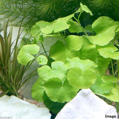 （水草）ハニカムシェルター　アマゾンチドメグサ（水中葉）（無農薬）（1個）