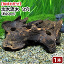 すぐに沈む! 形状お任せ 沈水流木3穴 (20〜25cm程度) 1本