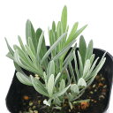 (観葉植物)ハーブ苗 ラベンダー ラバンジン プロバンス 3号(1ポット) 家庭菜園