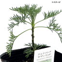 （観葉植物）ハーブ苗　アルテミシア　サザンウッド　3号（1ポット）　虫除け植物　家庭菜園