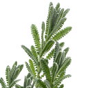 (観葉植物)ハーブ苗 ラベンダー フレンチ デンタータ ランビケンス 3号(1ポット) 家庭菜園
