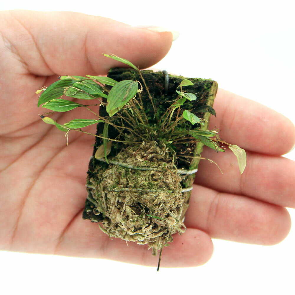 �ʥƥ�ꥦ����Υ�󡡥�ѥ�ƥ����إ����ץ���1���ˡ��̳�ƻ�Ҷ������ݲ�