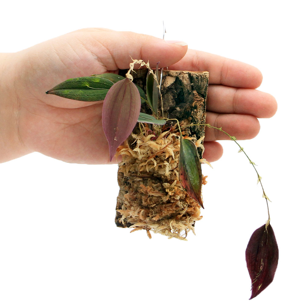 �ʥƥ�ꥦ����Υ�󡡥�ѥ�ƥ��������������1���ˡ��̳�ƻ�Ҷ������ݲ�