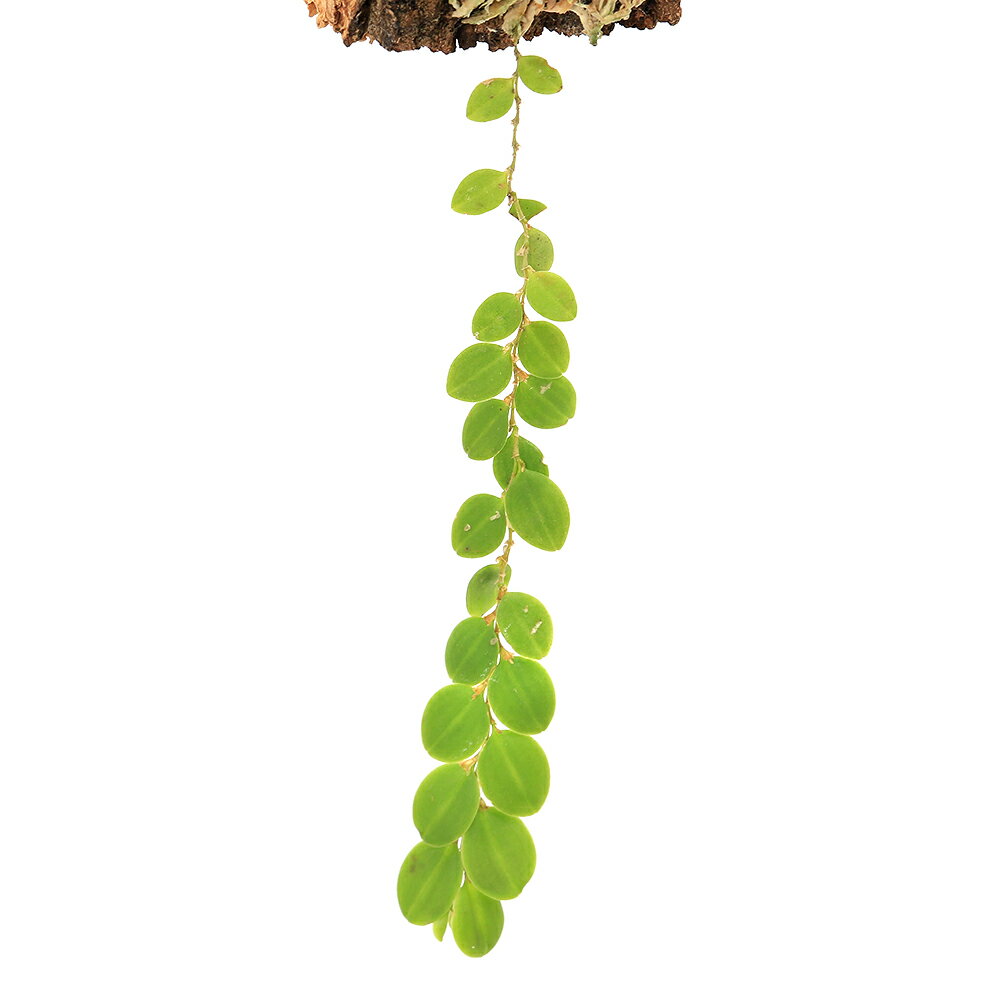 ボリュームや葉の枚数、株の大きさは成長により変化しますのでご了承の上お買い求めください。※入荷ロットによりサイズ・形状は異なります。ご了承の上お買い求めください。葉の模様が美しい！小型の着生ラン！レパンテス（アンディニア）　ヌンムラリア販売単位1株※入荷ロットによりサイズ・形状が異なります。発送サイズ草丈8〜12cm前後学名（※）Lepanthes　nummularia（※）…改良品種や学名が不明の種は流通名での記載の場合があります。園芸分類非耐寒性多年草置き場所湿度の保てる容器内での栽培をお勧めいたします。生育適温は、18℃〜25℃が目安です。水やり湿度を保つために定期的な霧吹きを行います。どんな種類？育成難易度　→　★★★★☆南米原産の着生ランの一種です。丸葉で可愛らしい葉が垂れ下がるように伸び、葉の付け根付近より小型の花を咲かせます。育成に関してはやや難しい面があり高湿度を保てるテラリウム水槽や衣装ケース等で栽培を行う必要があります。自生地である高山の雲霧林の環境にいかに近づける事ができるかが育成のポイントとなり、高湿度で通気性が求められますが、テラリウム水槽などにおいては容器を密閉し、1日1回程度換気を行う事で湿度と通気性が確保できます。夏季は栽培容器の温度上昇に注意し、ランの栽培において重要な昼夜の温度差を5℃程度確保できる環境で栽培する事で問題なく育成することが可能です。成長はゆっくりですが、株分けで増やす事が出来ます。注意※表記サイズは1株（1本）でのおおよその目安です。育成環境や、成長の度合いにより最大サイズは異なります。※入荷状況等により、ポットなし1ポット分での発送となる場合がございます。 … PF_SPQ　_aqua　_gardening　_hachu　sfset　terrariumplants　all_plants　ガーデニング　原種　観葉植物　園芸　ビバリウム　アクアテラリウム　パルダリウム　花　苗　洋ランシリーズ　洋蘭　着生ラン　Lepanthes　nummularia　南米洋ラン　sausuamerikaorchid　restock