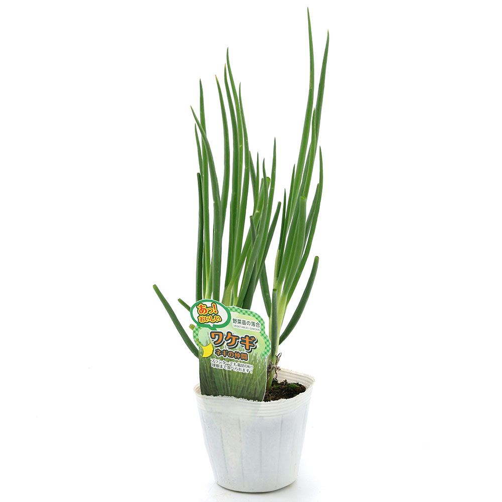 楽天市場】わけぎ 球根の通販