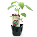 (観葉植物)野菜苗 トウガラシ 万願寺とうがらし 3~3.5号(3ポット) 伝統野菜 家庭菜園