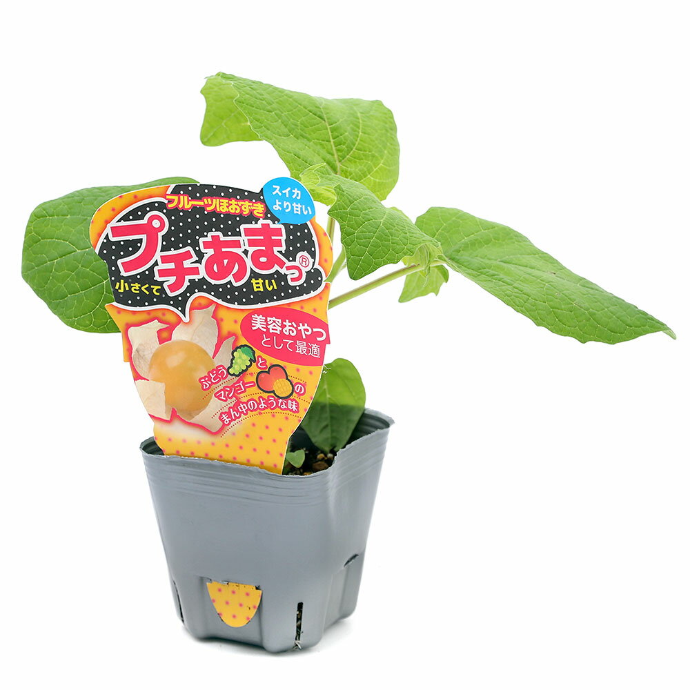 （観葉植物）パナプラス　野菜苗　ホオズキ　フルーツほおずき　プチあまっ　3号（1ポット）　家庭菜園のサムネイル