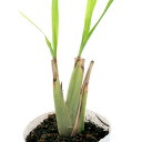 (観葉植物)ハーブ苗 レモングラス 3~3.5号(1ポット) 家庭菜園