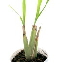 (観葉植物)ハーブ苗 レモングラス 3~3.5号(3ポット) 家庭菜園