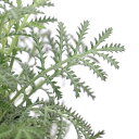 (観葉植物)ハーブ苗 カモミール ダイヤーズ 3号(1ポット) 家庭菜園