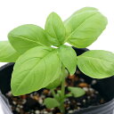 (観葉植物)ハーブ苗 バジル スイートバジル 3〜3.5号(3ポット) 家庭菜園 料理 ティー