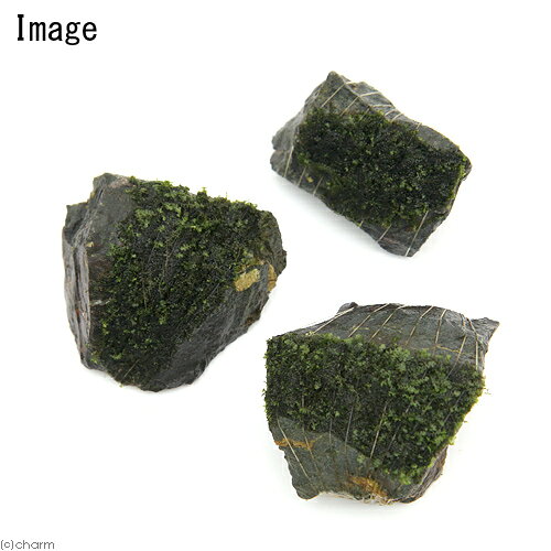 （水草）巻きたて　フジウロコゴケ（スパーテンモス）　風山石　SSサイズ（8cm以下...