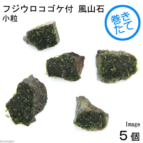 （水草）巻きたて　フジウロコゴケ（スパーテンモス）　風山石小粒（無農薬）（水中葉）（5個）