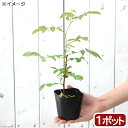 (観葉植物)ハーブ苗 ローズ アップル(ロサ・ポミフェラ) 3号(1ポット) 家庭菜園