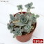 (観葉植物)オロスタキス 子持ち蓮華 錦 2.5号(1ポット) 北海道冬期発送不可