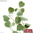 (観葉植物)ユーカリ ウェブステリアナ 3〜4号(1ポット) ハートリーフユーカリ