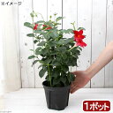 (観葉植物)サントリー サンパラソル クリムゾン 5〜6号 あんどん仕立て(1鉢)