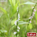 (山野草)白花ネジバナ(白花モジズリ) 2.5号(1ポット)(休眠株) (山野草)白花ネジバナ(白花モジズリ) 2.5号(1ポット)(休眠株)